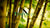 Bamboo By Nature - MATTRESS FACTORY ONLINE